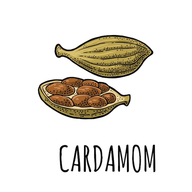 Cardamom spice with seed Vector vintage engraving