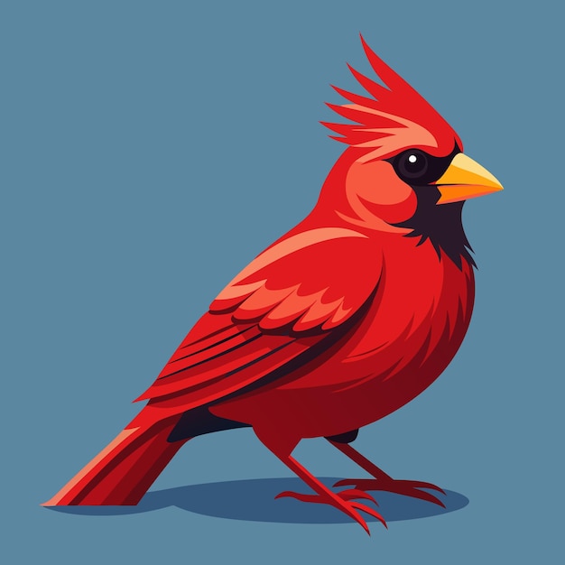 Cardinal Bird Clip Art Vector Illustration Design