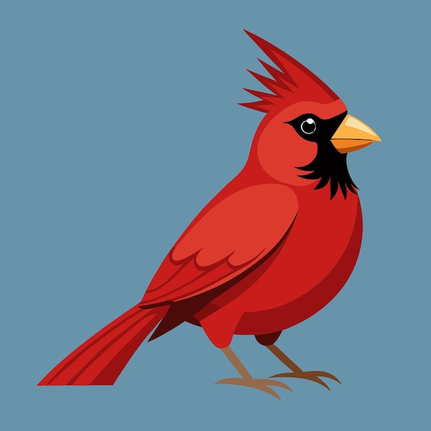 Cardinal Bird Clip Art Vector Illustration Design