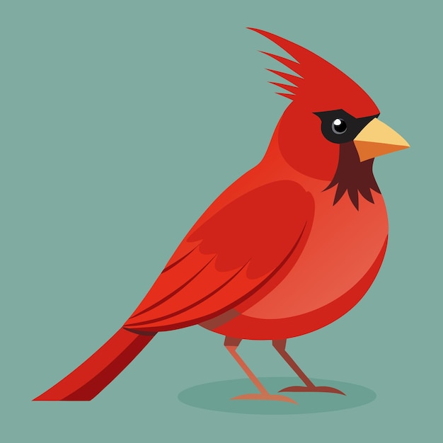 Cardinal Bird Clip Art Vector Illustration Design