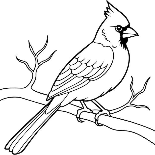 Vector cardinal bird coloring book page vector art illustration solid white background 27