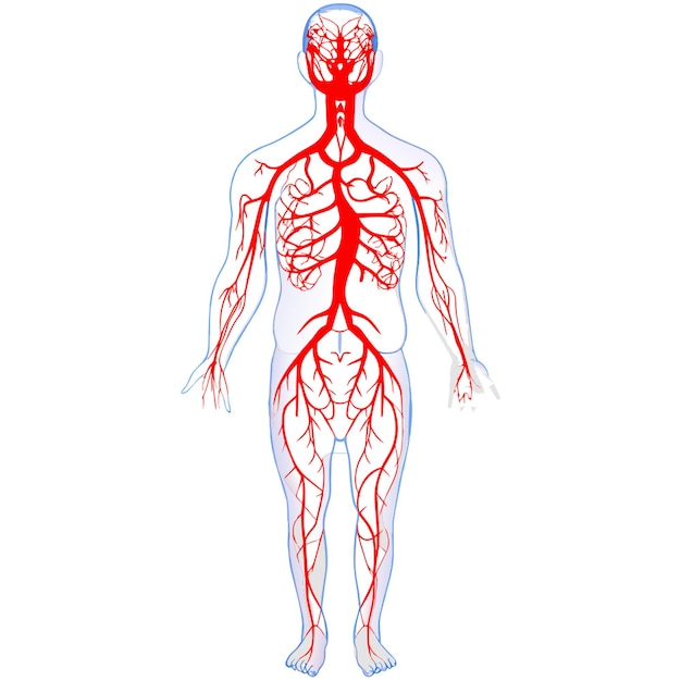 cardiovascular system of adult human comprises heart blood vessels and blood transports oxygen