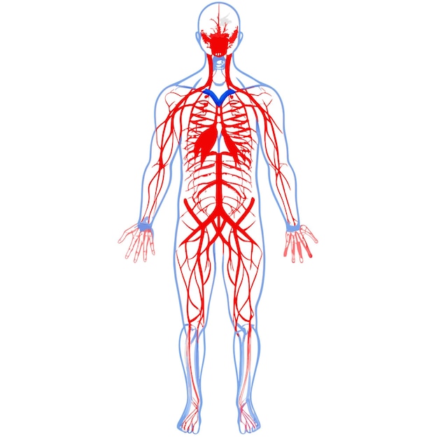 cardiovascular system of adult human comprises heart blood vessels and blood transports oxygen