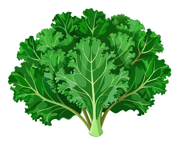 Vector carly kale leaves clip art realistic vector illustration of fresh green kale isolated on white