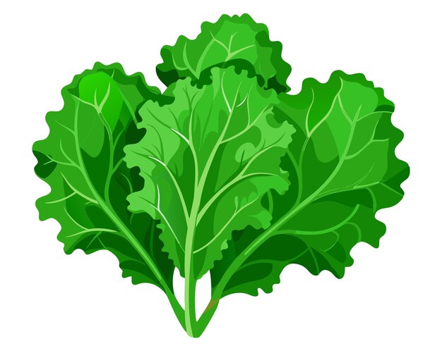 Vector carly kale leaves clip art realistic vector illustration of fresh green kale isolated on white