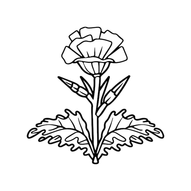 Carnation flower coloring pages Carnation flower outline vector