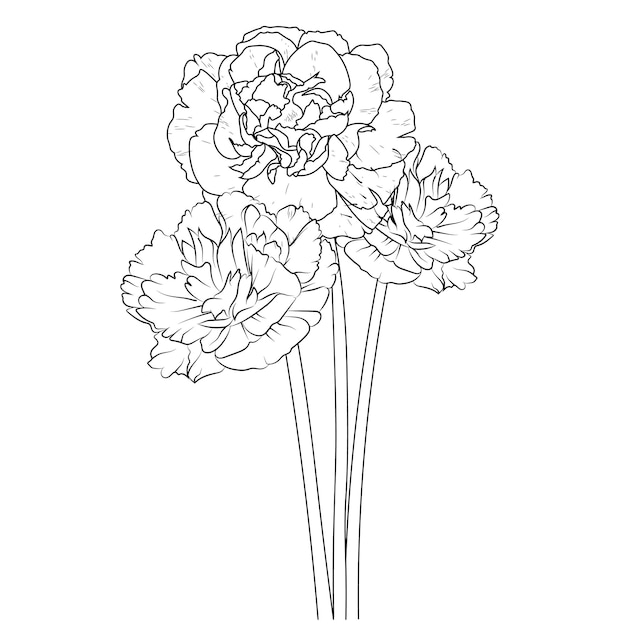 Vector carnation flower drawing hand drawn branch of botanical illustration coloring book for adults.