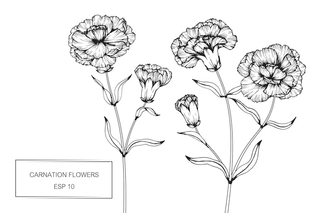 Carnation flower drawing illustration