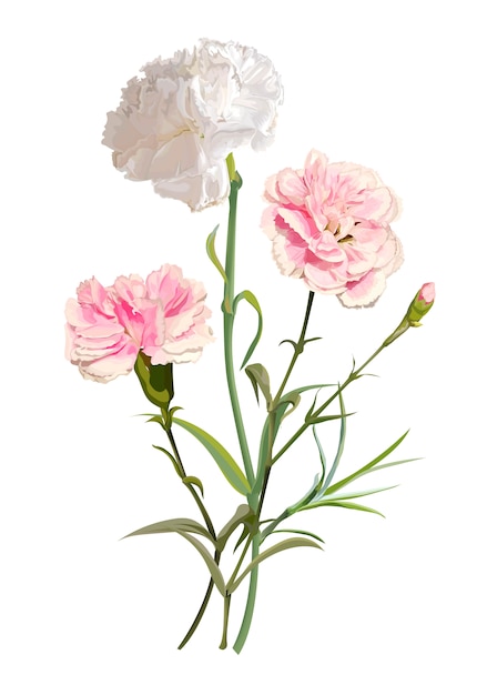 Carnation flower illustration