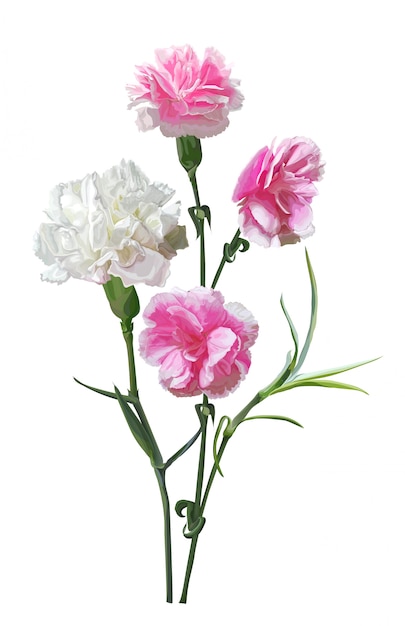 Carnation flower isolated on white