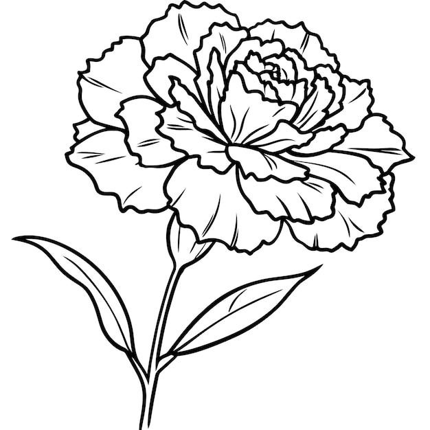 Vector carnation flower plant outline illustration coloring book page design