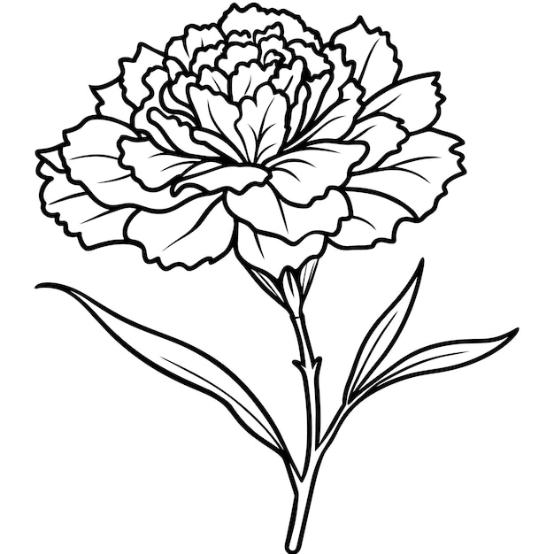 Vector carnation flower plant outline illustration coloring book page design