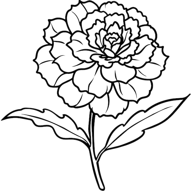 Vector carnation flower plant outline illustration coloring book page design