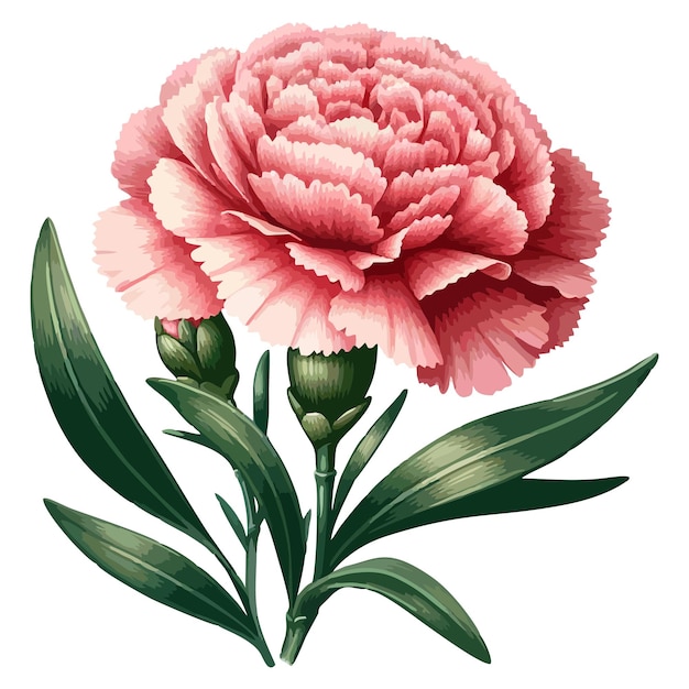 Carnation flower vector 10