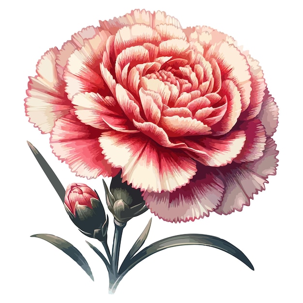 Carnation flower vector 11