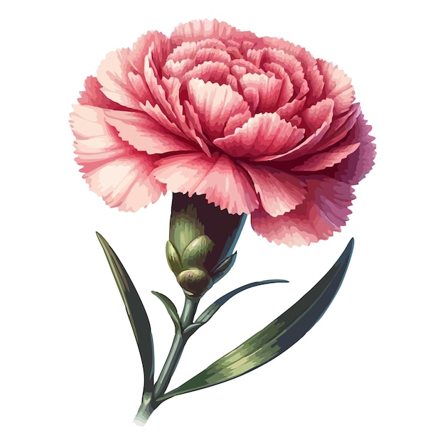 Carnation flower vector 3