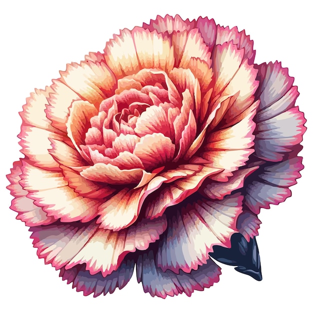 Carnation flower vector 4