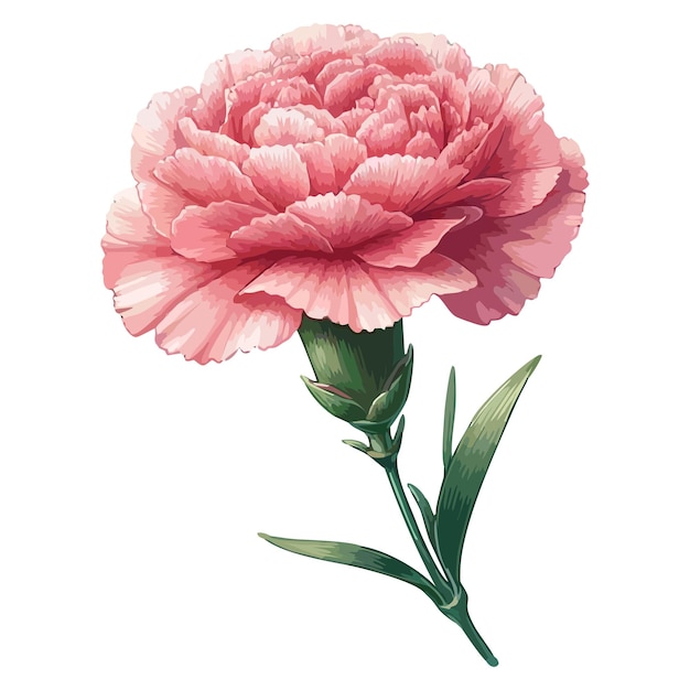 Carnation flower vector 5