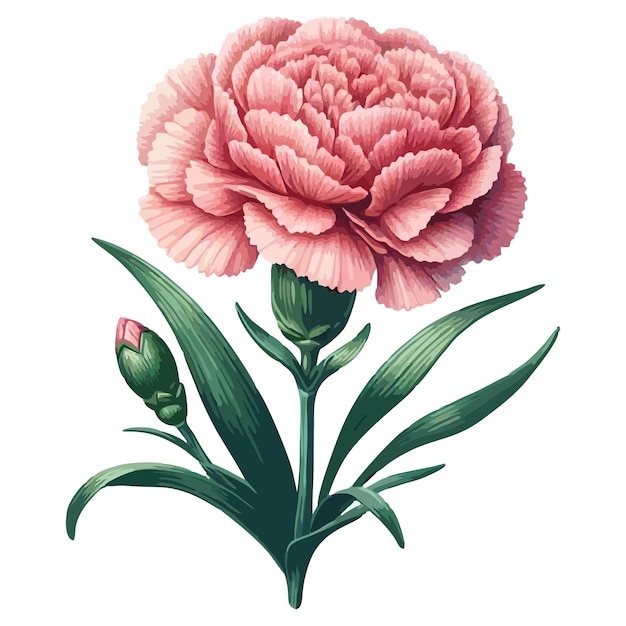 Carnation flower vector 6