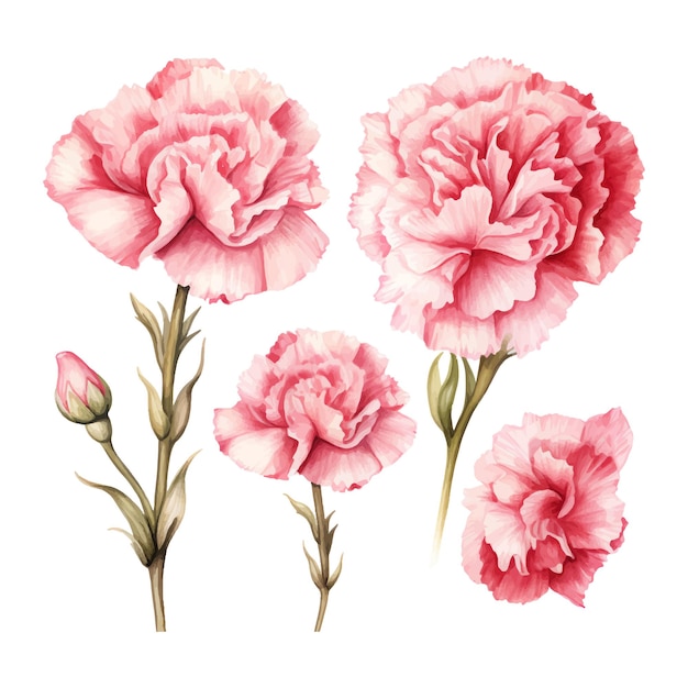 Carnation flowers set Watercolor illustration Isolated on white background