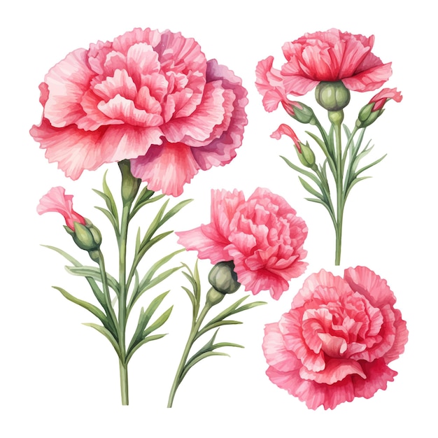 Carnation flowers set Watercolor illustration Isolated on white background