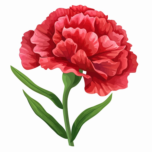 Carnation flowers