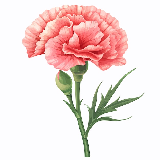 Carnation flowers