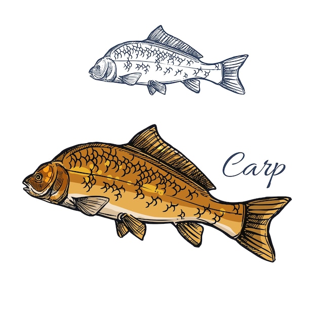 Carp fish isolated sketch for food themes design