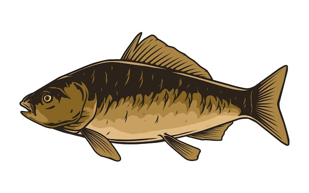 carp fish vector drawing design