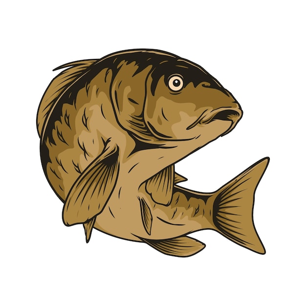 carp fish vector illustration design