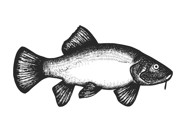 Carp fish vector sketch