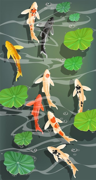 Carps Koi fish under water.