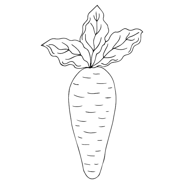 carrot doodle icon vector