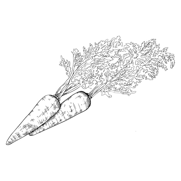 Carrot hand drawn sketch Organic sketch Vegetables Engraved style vector illustration