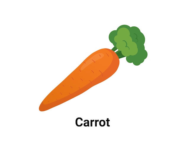 Carrot illustration set Vegetable Vector drawing Hand drawn style