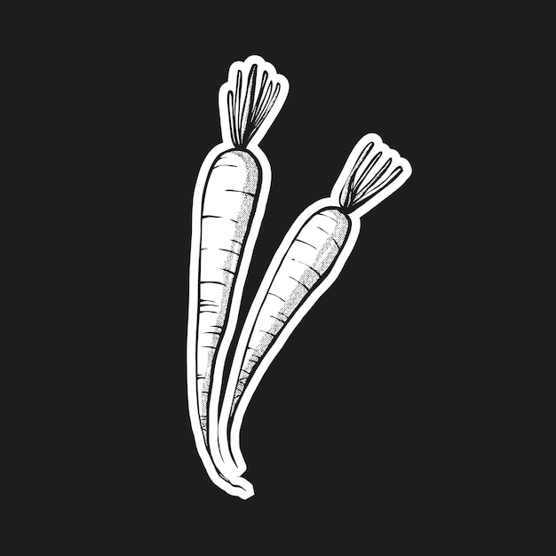 Carrot illustration sketch hand draw technique black and white background