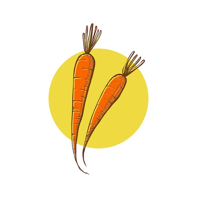 Carrot illustration sketch hand draw technique illustration foodie