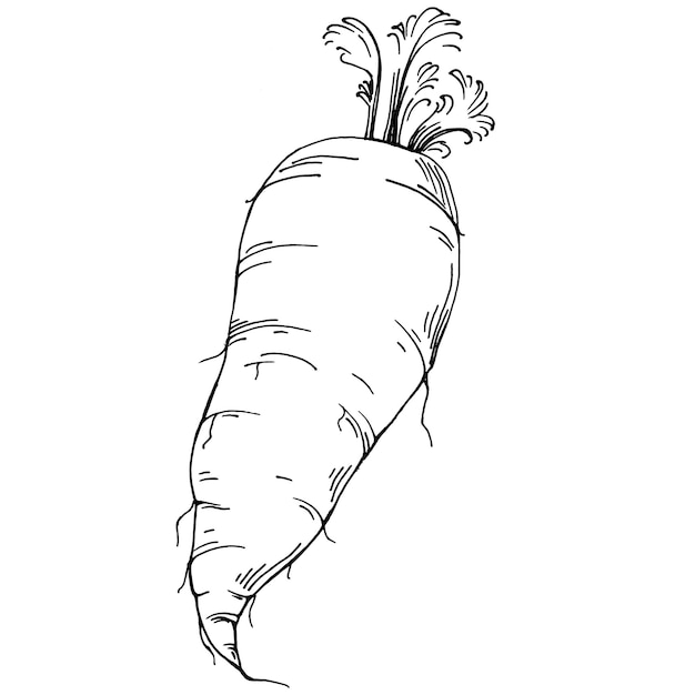 Carrot Isolated hand drawn illustration