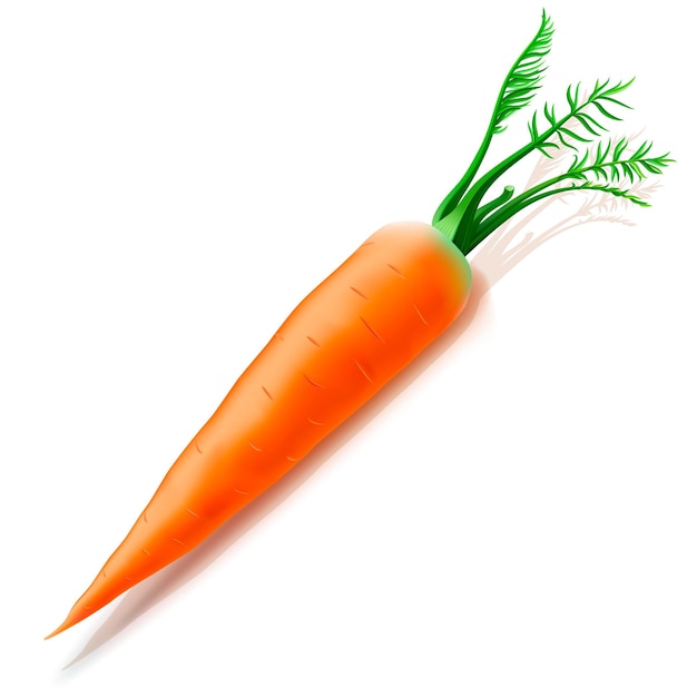 Carrot isolated on white background vector