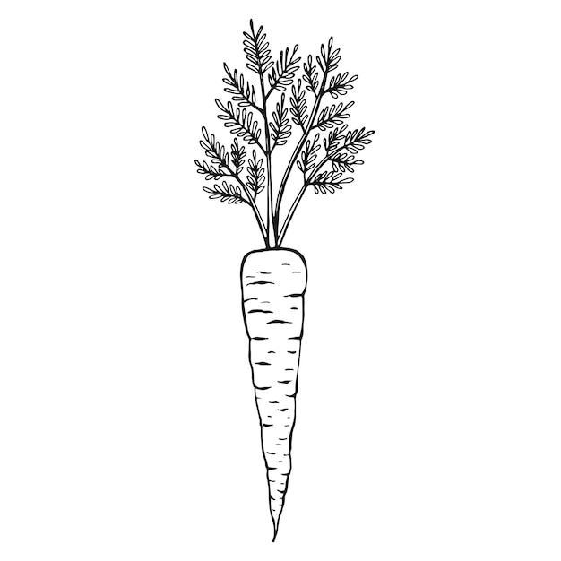 Carrot outline Hand drawn vector illustration Farm market product isolated vegetable