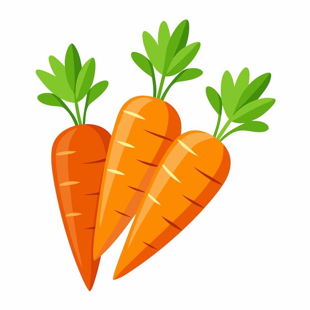 Vector carrot vector design