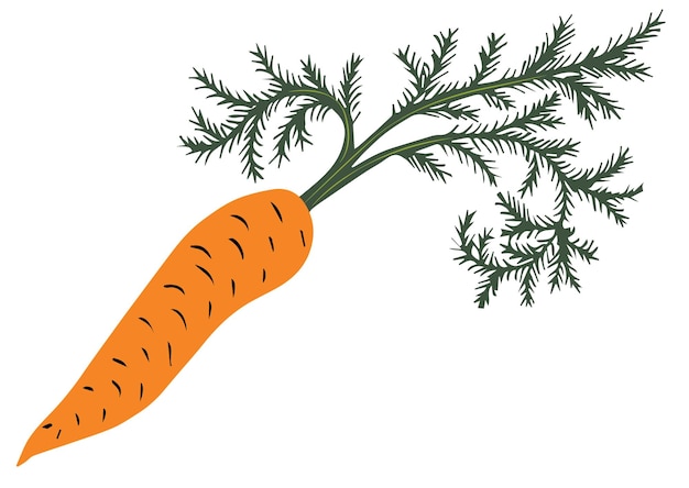 Carrot vector illustration Doodle sketch style