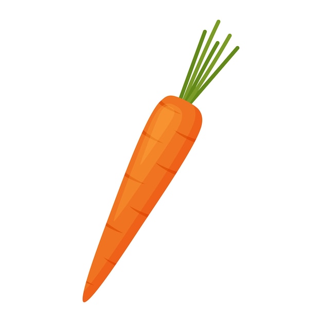 Carrot, vector illustration