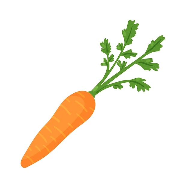 Carrot vegetable fresh veg product farm food healthy orange raw carrot with leaves