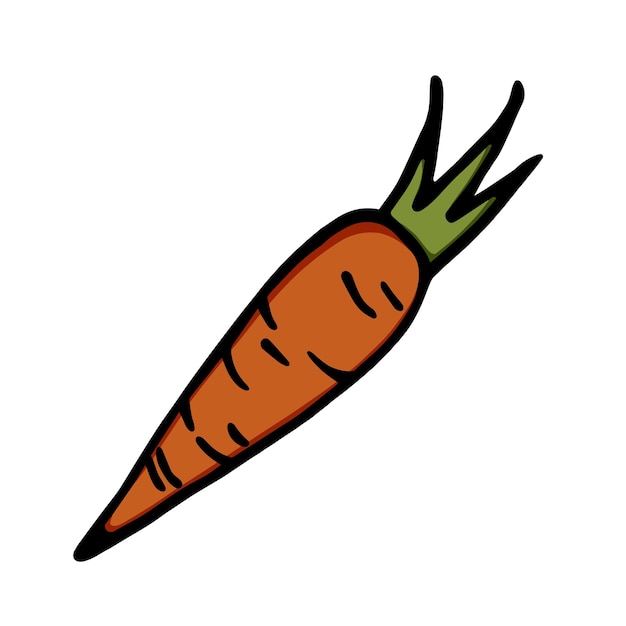 Carrot with herbs harvest vegetable for eating and cooking ingredient doodle linear cartoon