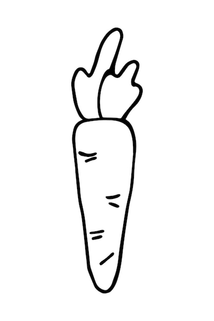 Carrot with herbs harvest vegetable for eating and cooking ingredient doodle linear cartoon