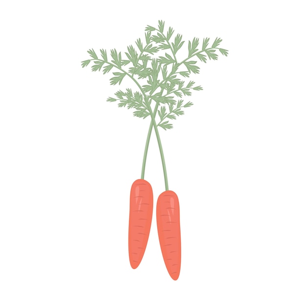 Carrot with leaves colorful illustration