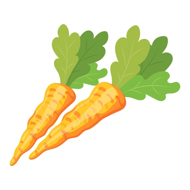 Carrots on a white background. Vegetables illustration, clip art, vector