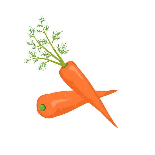 Carrots on white