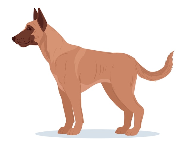 Cartoon belgian malinois Service dog breed purebred domestic pet Belgian shepherd malinois guard or police dog flat vector illustration